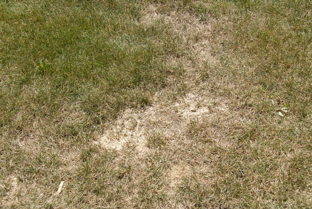 Dry patches on lawn